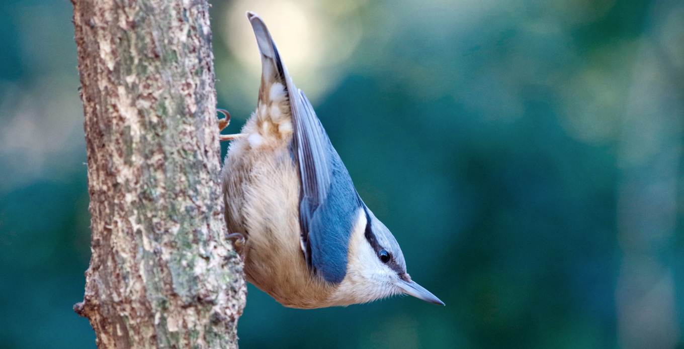 Sittelle torchepot (Sitta europaea)